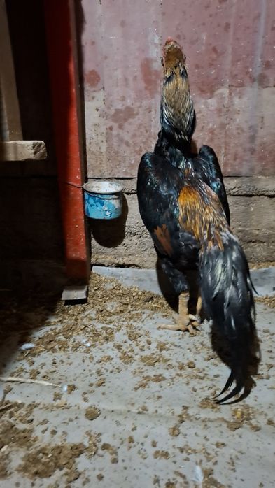 Бойцов, дакан. Шамо