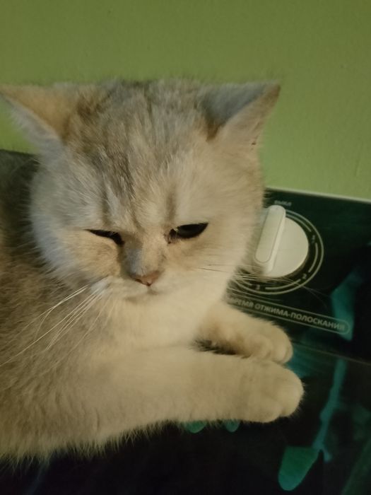 мысық сатылады.Жаксы