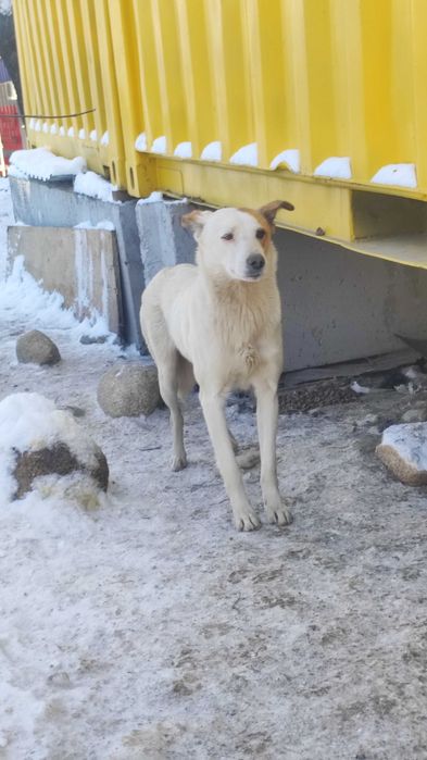 Отдам в добрые руки