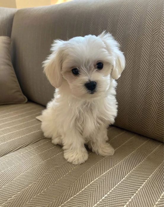 Bichon maltez mini toy
