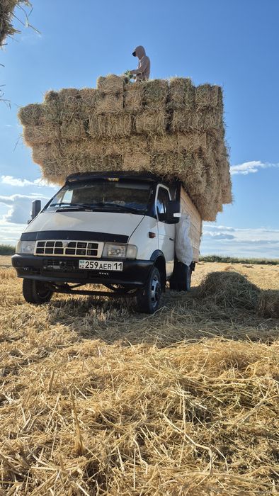 Сабан шоп бар Куришдики