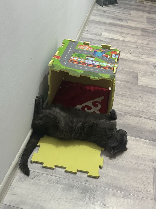 Британский породистый кот