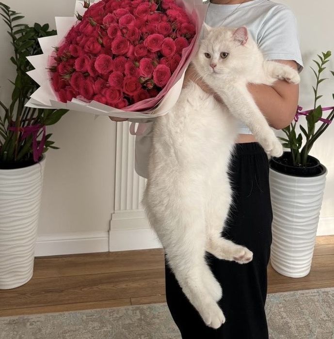 Британская шиншилла