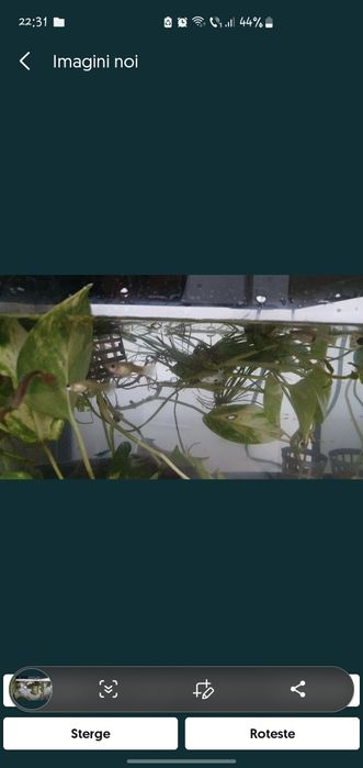 Set Acvariu pești 30l + toate accesorii + animale acvatice