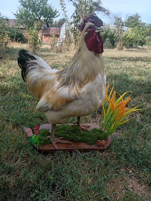 Препариран петел