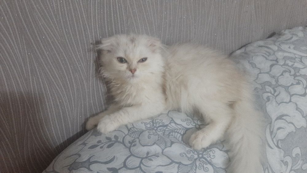 Продаётся   безлаушки  котята  3  месяца