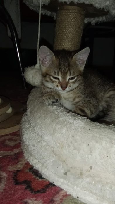 Кошка домашняя бесплатная