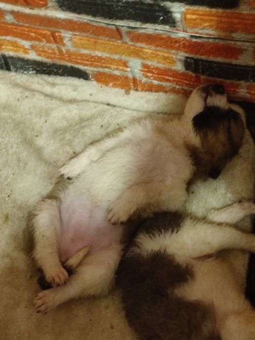 Щенки московской сторожевой