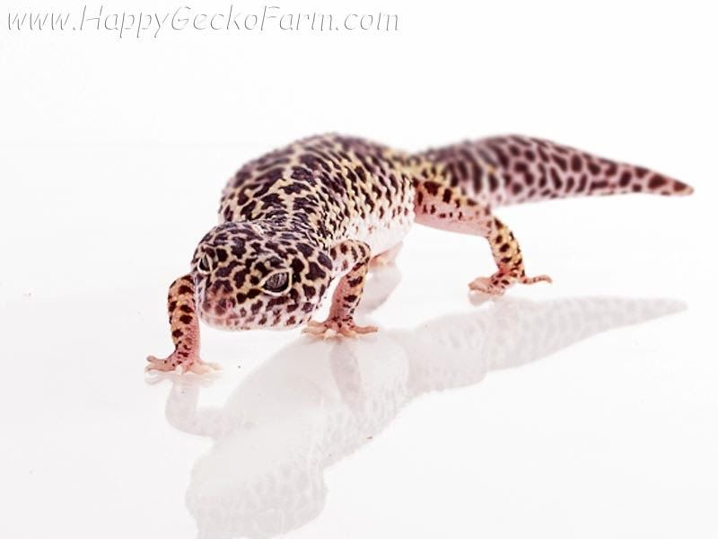 Детёныши эублефара редкой морфы забронировать