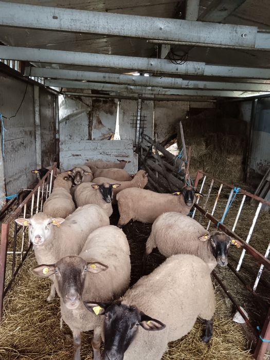 Oi la schimb pe vaca cu lapte