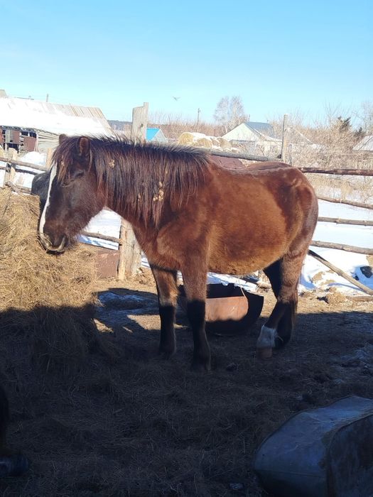 Продам кобылу молодая жребая, и тая девочка ,
