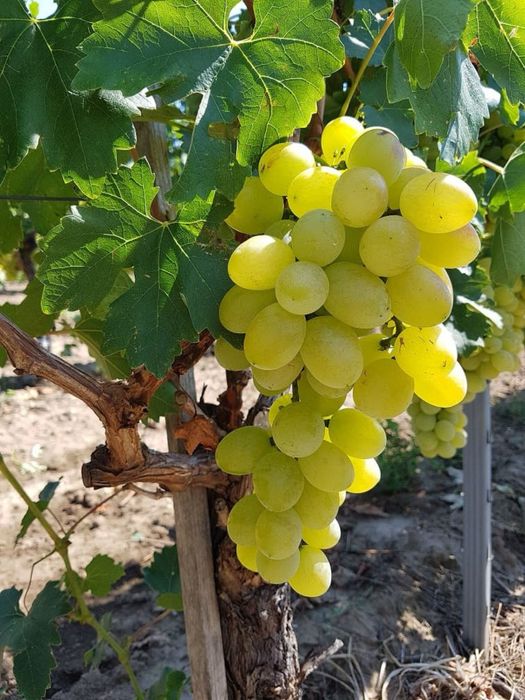 Butasi vita de vie hibrid si altoita!