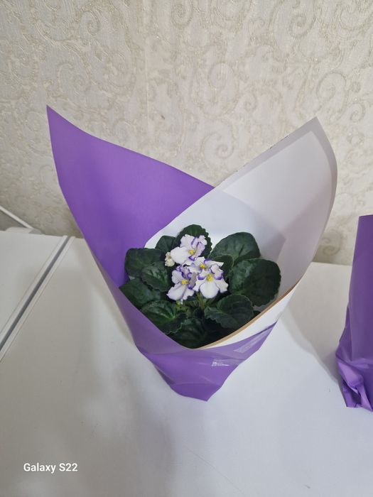 Продам цветы на калта