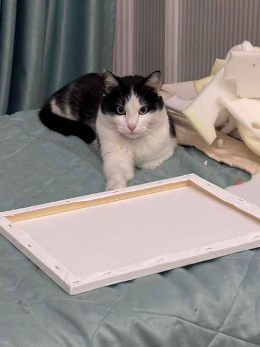 Срочно! Котик ищет хорошую семью