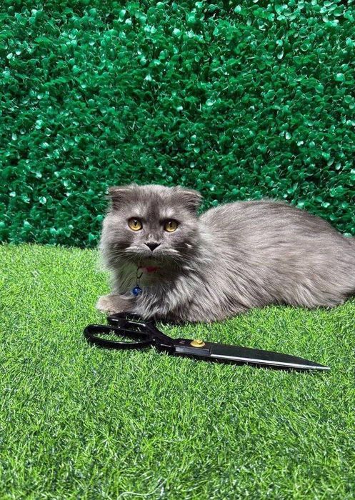 мушук сотилади зоти шотландский scottish fold