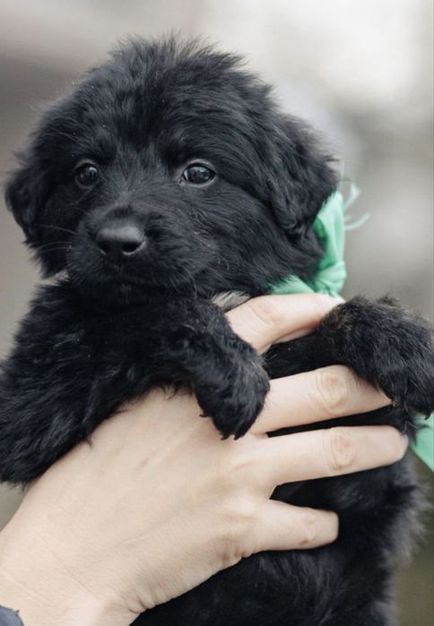 Красивые щенки в добрые руки