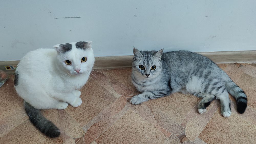 Котята в хорошие руки !