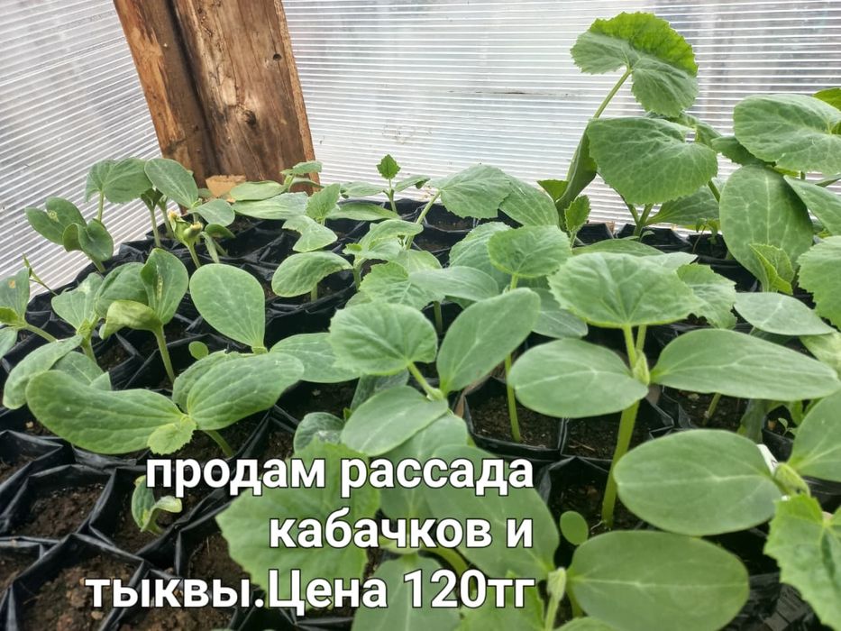 Продам рассаду...