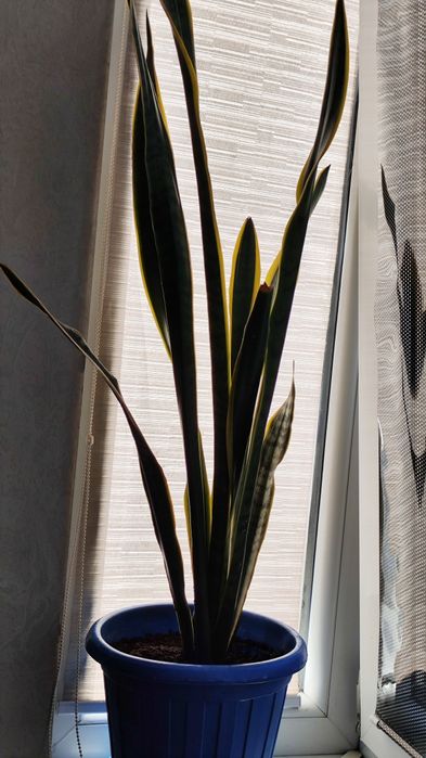 Растение Сансевиерия