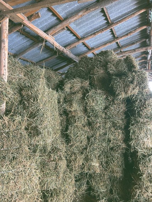 Beda sotiladi 2-3 oʻrim