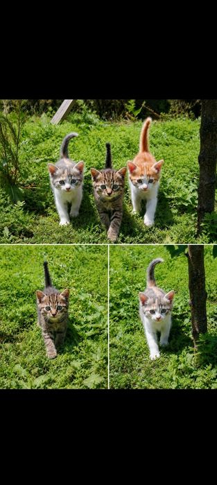 Маленькие котята ищут дом