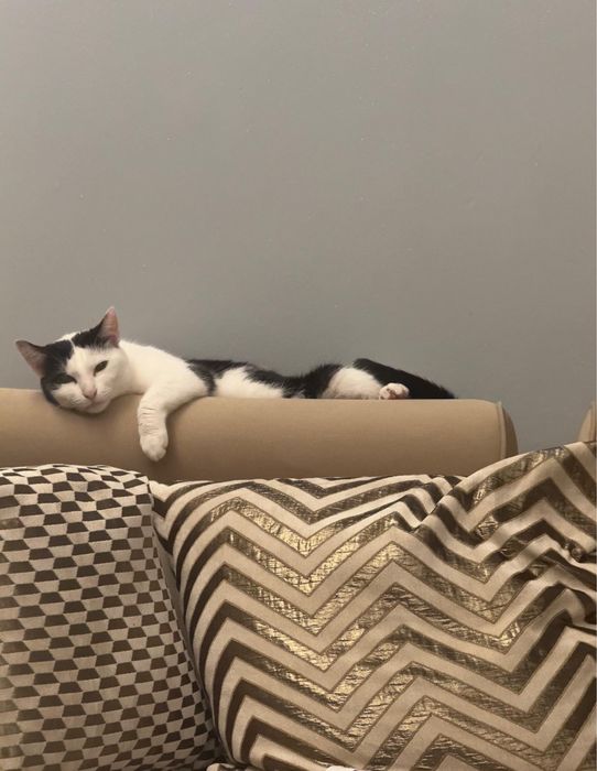 Petsitter/ingrijitor de animale de companie