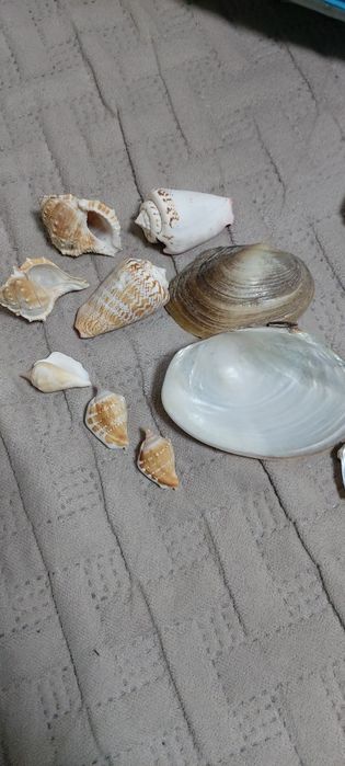 Продам ракушки для аквариума