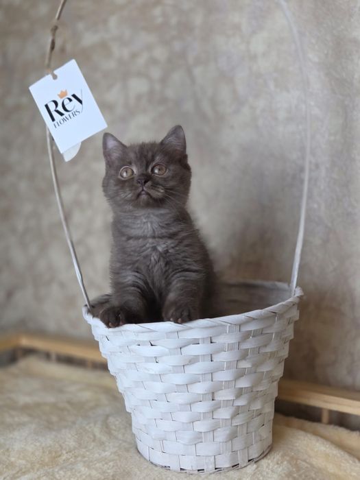 Шикарные золотые шиншиллы