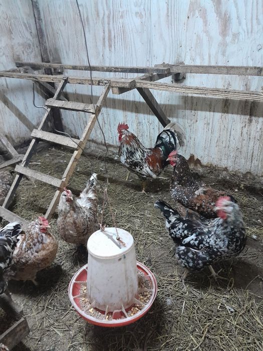 Цыплята шведский блюмен