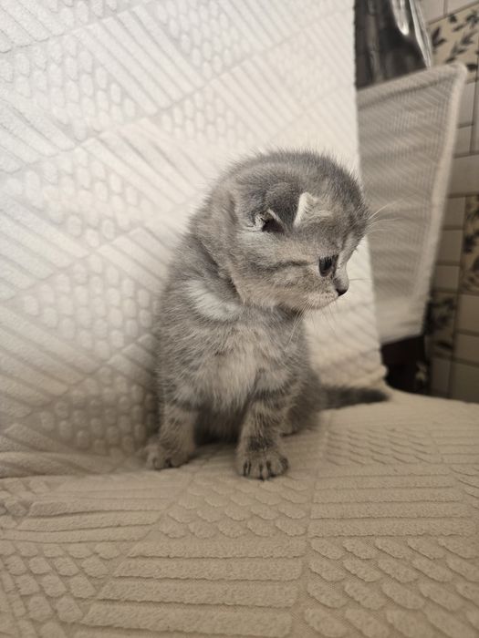 Продаются котята скотиш фолд и скотиш страйт