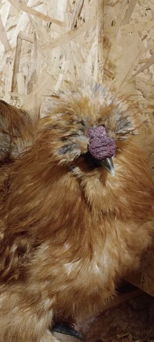 Петушок шелковой хохлатой.