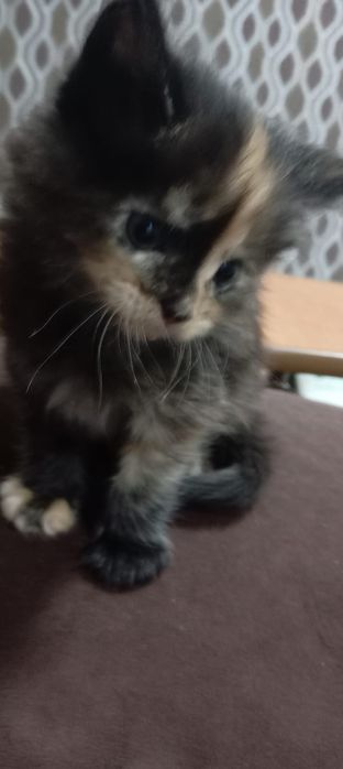 Котята Мей Куна!