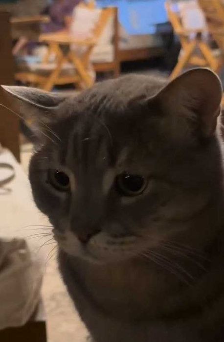 Взрослый домашний кот с янтарным глазами