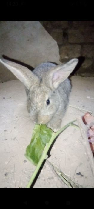 Quyonlar bolalari