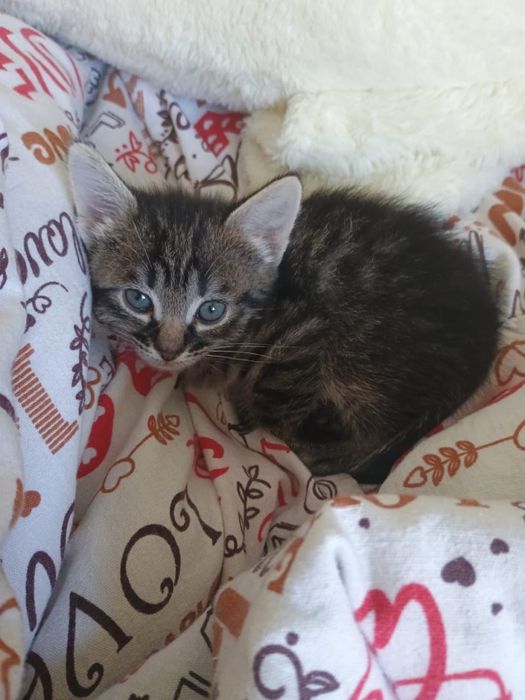 Отдам котят бесплатно