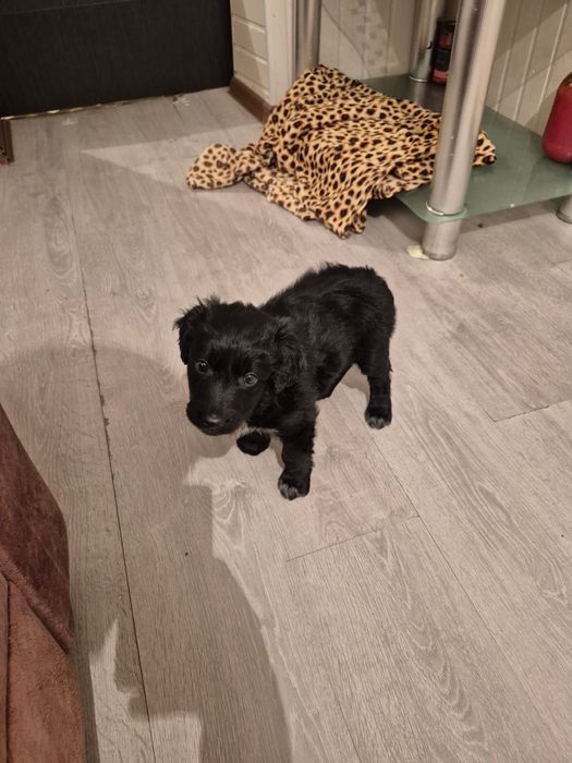 Отдам щенка спаниеля