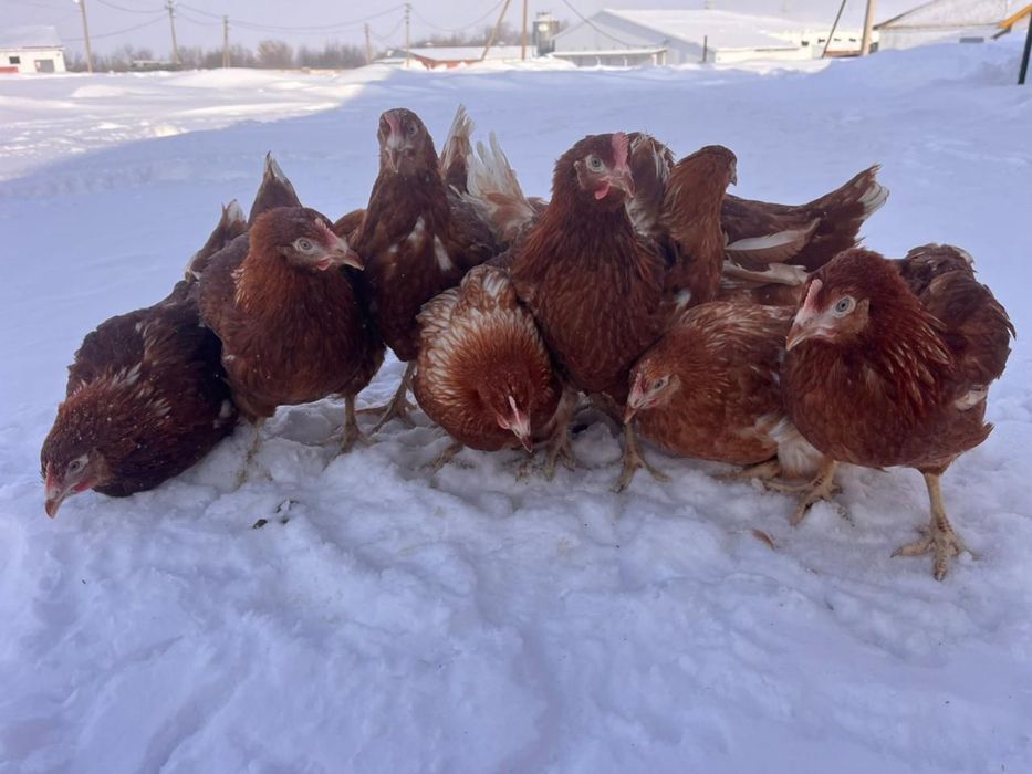 Продам кур ломанбраунов