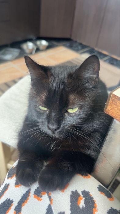 Pet sitter-pisici Cluj