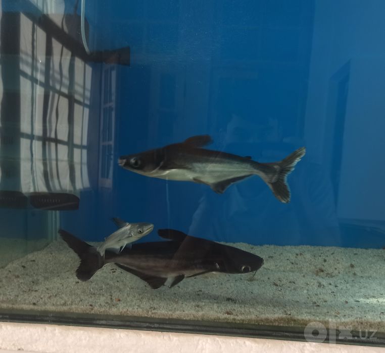 Akula pangasius 32sm