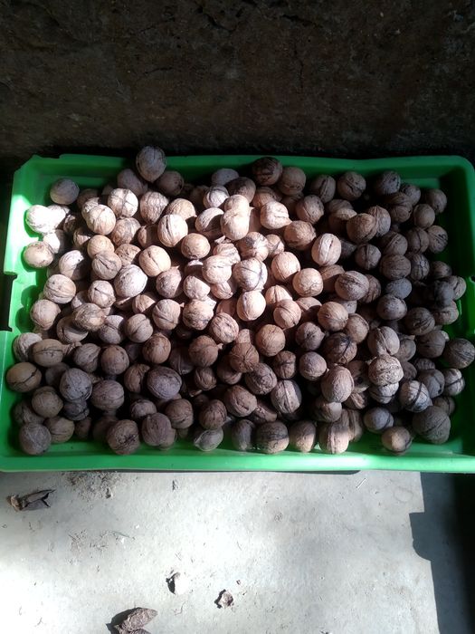 Грецкий орех из деревни.