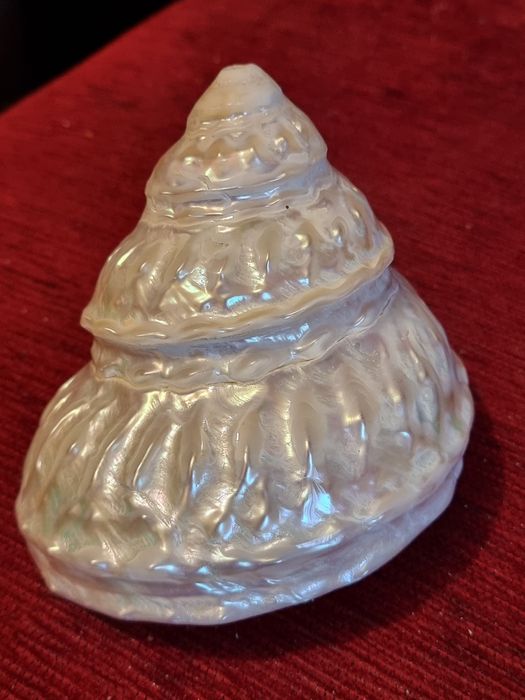 Scoica Turban Ondulata Gigant(Megastraea  Undosa),sidef natural polat