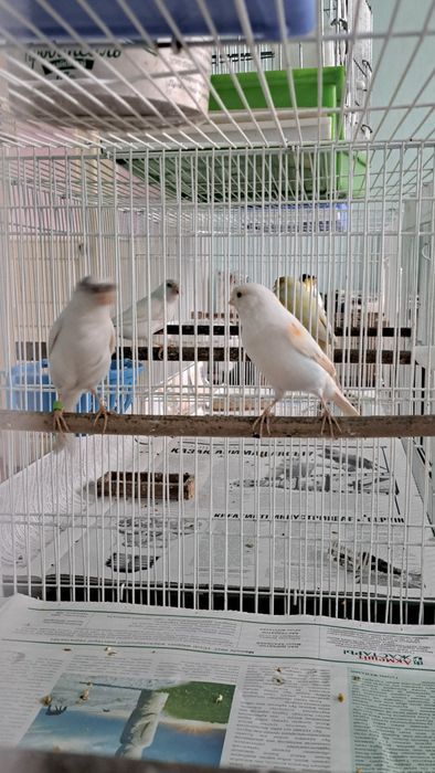 Кансрейки. Самцы и самки