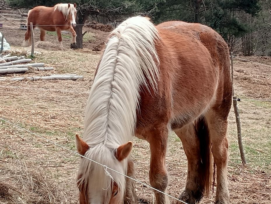 Vând Mânza de 3 ani!! S-au schimb cu oii
