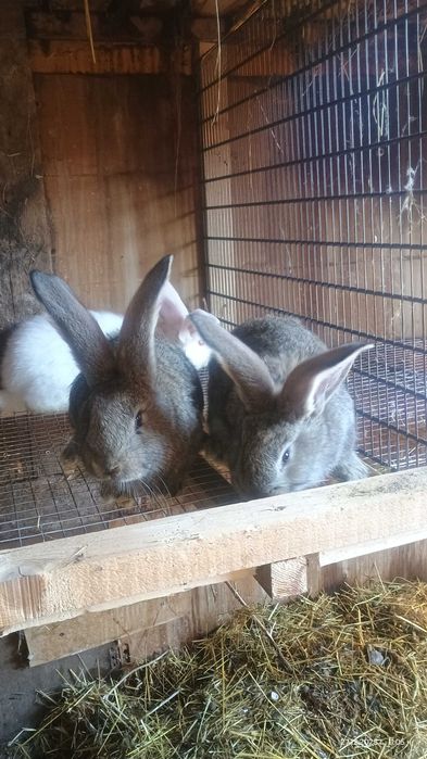 Белгийски великан