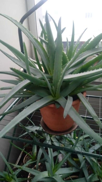 Алоэ вера и древовидное