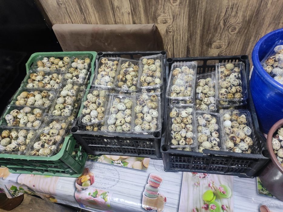 Бедона Тухум оптом