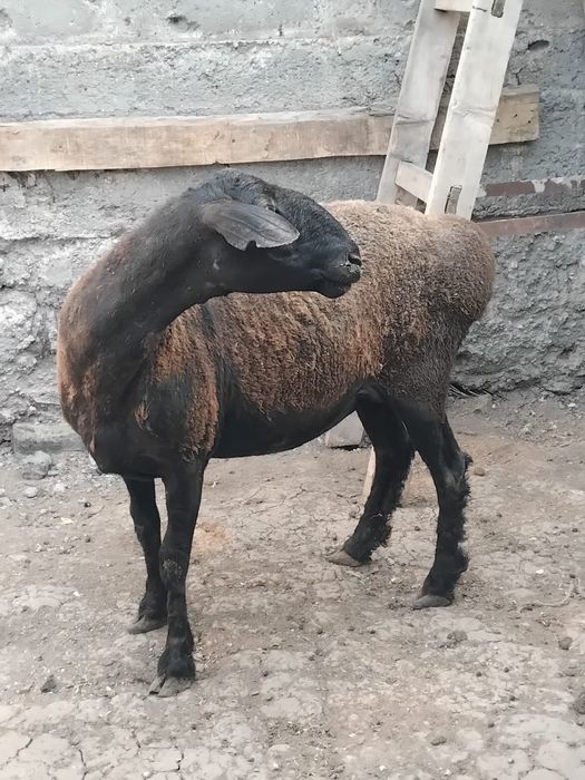 продам ярку молодая