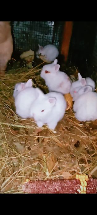 Iepurasi mini cap de leu