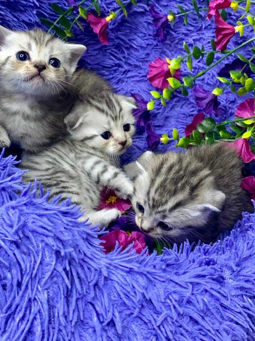 вислоушки шикарные малыши