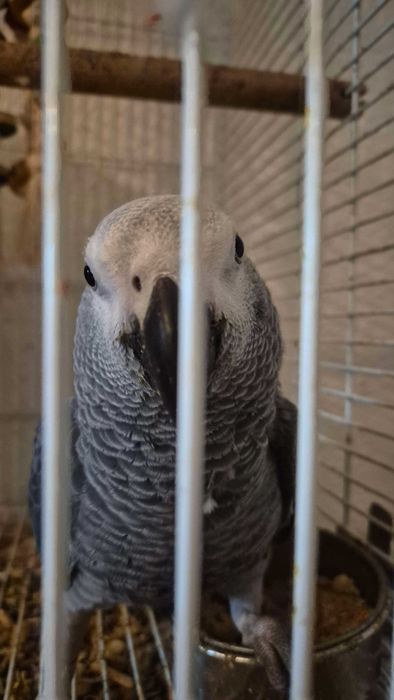 Кралско Жако - Папагал